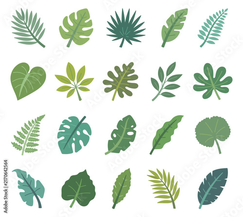 Tropical leaf botanical plant foliage set featuring palm monstera banana fern philodendron alocasia calathea eucalyptus schefflera fig olive water lily