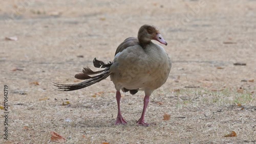 Egyptian Goose (Alopochen aegyptiaca) with badly displaced wing feathers, in a central London park during a drought. August, London, UK. [Half speed]