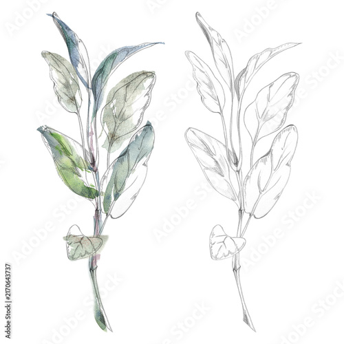 Sage, oregano leaves, basil or spinach bundle. Edible herbs, vegetables hand drawn in pencil and watercolor. Botanical atlases, plant identification manuals, educational posters, classroom resources