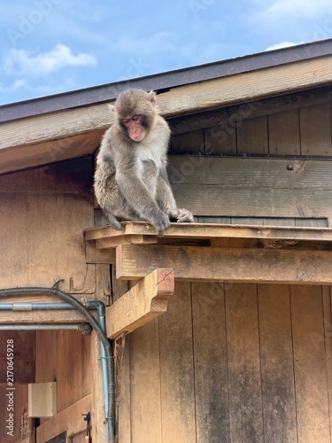 Konstfotografi Wild monkey climbing wooden roof beam Japan