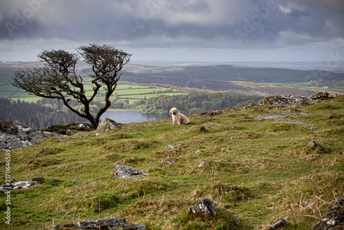 Quadro su tela A small, fluffy dog enjoys a moment of solitude on a windswept hill with a vast,