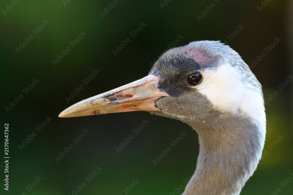 Naklejka premium Common crane (Grus grus) portrait, close up, Bavarian forest, Germany.