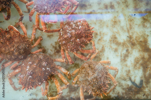 Spider crabs swimming in an aquarium tank at market