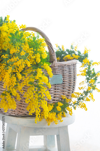 籐かごからあふれる鮮やかな黄色いミモザの春の花飾り