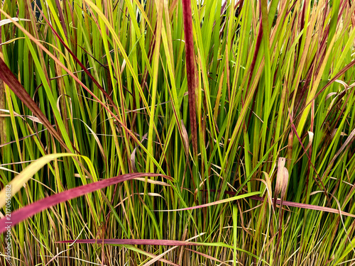 Foto The image shows the ornamental perennial grass Imperata cylindrica 'Red Baron'