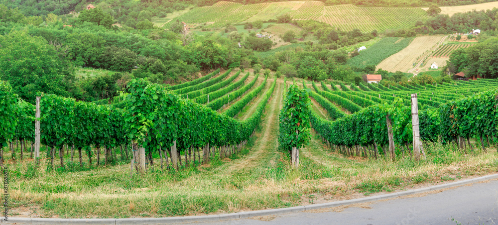 Fototapeta premium Converging rows of lush grapevines stretch uphill through a rolling countryside vineyard in summer. Wine country concept.