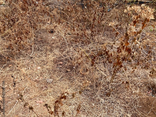 dry withered plants and grass covering arid soil during drought season