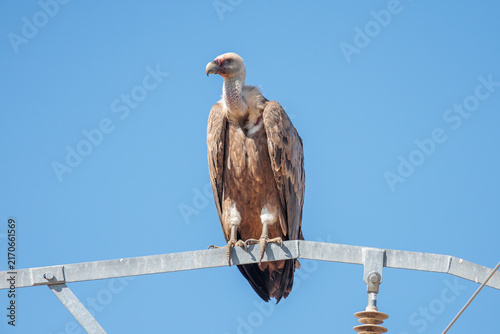 Gyps fulvus. Close-up of a Griffon Vulture perched on the metal structure of a high-voltage power line. Arribes del Duero Natural Park, Castile and León, Spain.