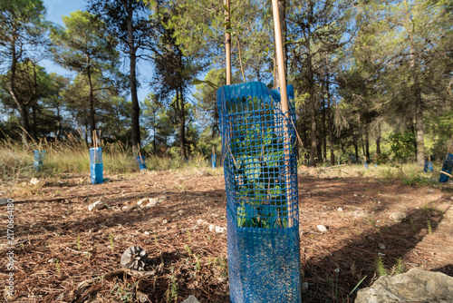 Joven Árbol Plantado con Malla Protectora Azul en un Proyecto de Reforestación, Alcoy, España