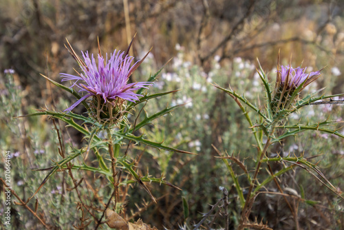 Flor de cardo estrellado en floración en el campo, Alcoy, España