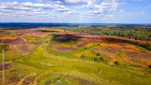 Aerial view of New Forest National Park featuring vibrant purple heather and golden gorse across rolling hills with scattered trees in Burley, England, United Kingdom.