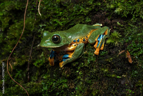 Rhacophorus reinwardtii or Green flying frog in a rainforest in Central Java, Indonesia. 