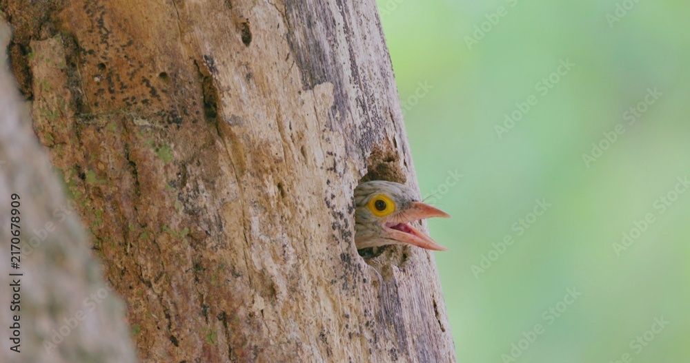 Obraz premium Barbet chick, Psilopogon lineatus, peeking from nest hole in tree trunk, calling for food, tropical forest environment, wildlife documentary, slow motion.