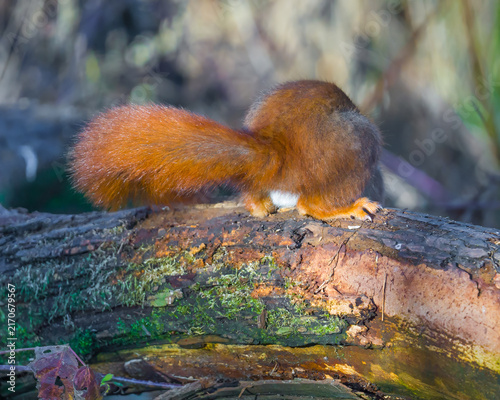 Sunlit squirrel with a bushy tail sitting on a fallen tree trunk