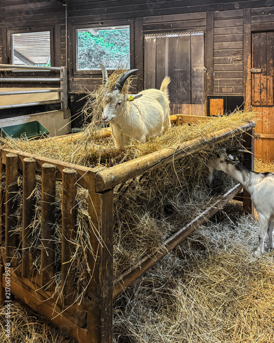 Goats eating hay in a feeder in a barn
