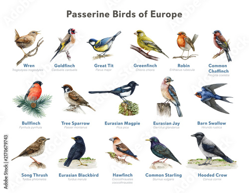 European passerine bird identification chart with common songbirds, watercolor illustration bird chart for nature education, wildlife guides, field guides, classroom materials, educational publishing.