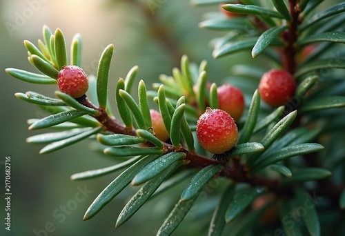 Unique Juniper Shrub Berry Cones Nature Detail Crisp Structure Berries