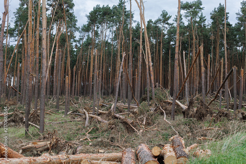 Canvas Print Broken pine trunks and woody debris cover the ground beneath surviving trees in a storm damaged forest