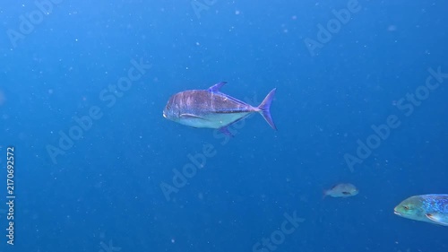 Pair of bluefin trevally fish swimming around the corals near Ellaidhoo island in the Maldives