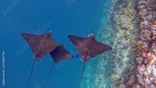 Ocellated eagle rays swimming around the colorful corals near Ellaidhoo island in the Maldives