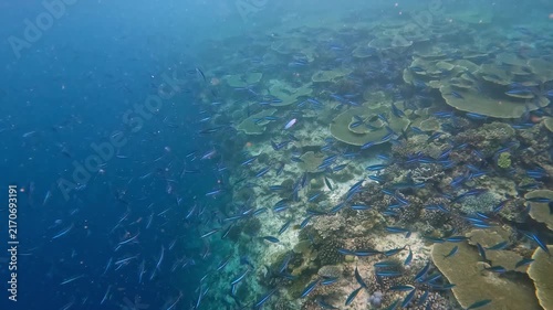 Blue and gold fusilier fish swimming around the coral reef near Ellaidhoo island in the Maldives