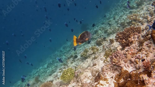 Coral reef fish swimming around the corals in the Indian Ocean near Ellaidhoo island in the Maldives