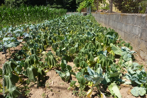 Wilted vegetable garden suffering from drought and extreme heat causing plant stress and crop failure