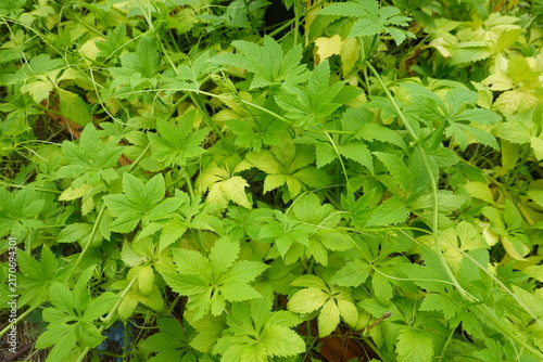 Canvastavla Achocha, also known as caigua or cyclanthera pedata, is a healthy and nutritious