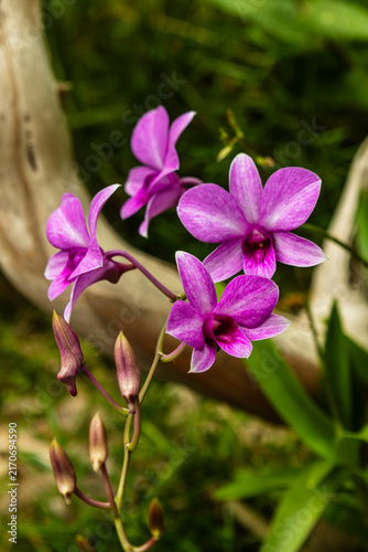 Foto Purple Dendrobium Orchids Blooming in Tropical Garden