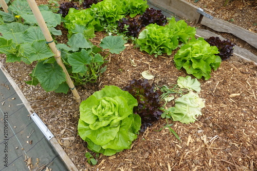 Obraz na płótnie Butterhead lettuce and cucumber plants growing in raised garden bed