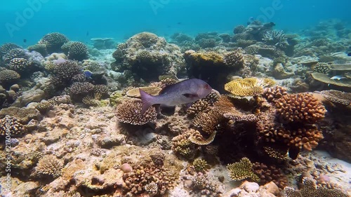 Snapper fish slowly gliding through a coral reef near the Island of Ellaidhoo, the Maldives