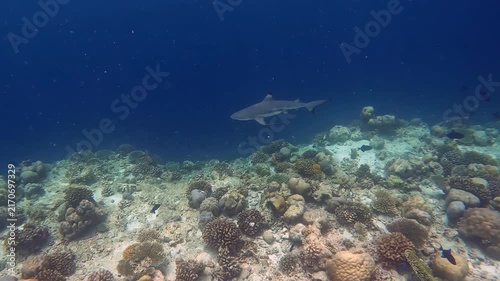 Blacktip reef shark swimming around the colorful corals near Ellaidhoo island in the Maldives