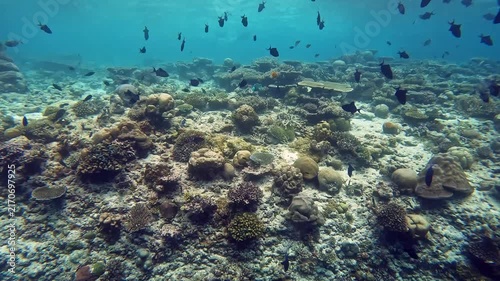 Coral reef fish swimming around the colorful corals near Ellaidhoo island in the Maldives