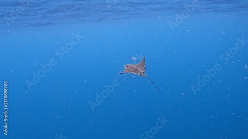 Ocellated eagle-ray fish swimming in the Indian Ocean near Ellaidhoo island in the Maldives