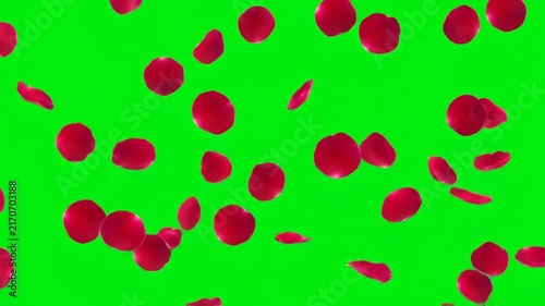 Red rose petals falling on green screen background