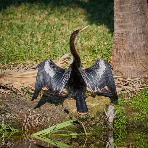 Quadro su tela Black Male Anhinga bird stretching drying wings in the sunshine by the pond or l