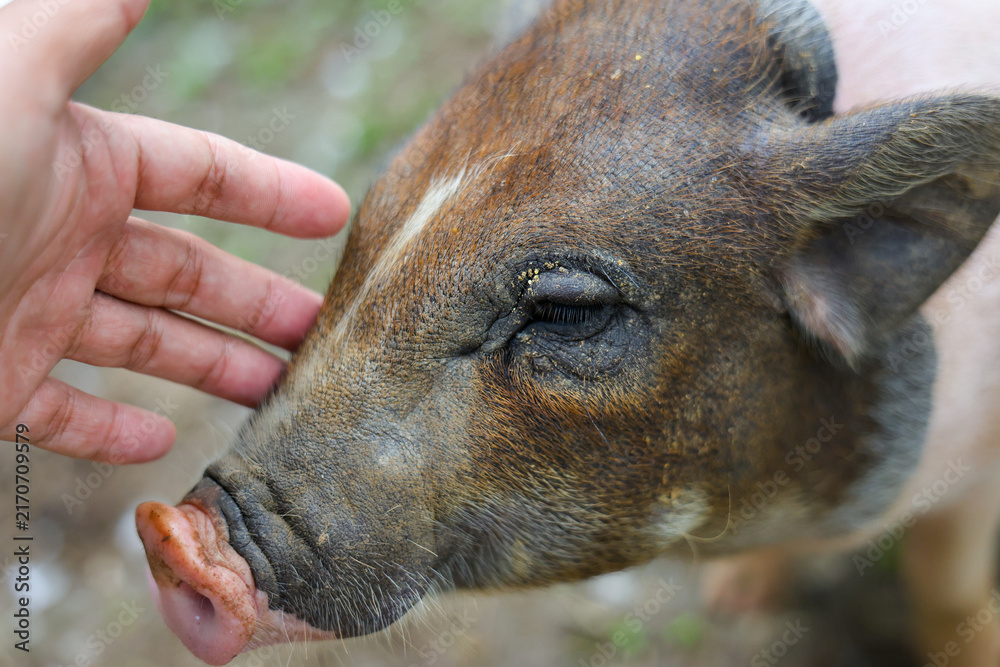 Obraz premium Close up portrait of young wild boar receiving gentle human touch, showing coarse brown fur, snout, closed eye, and calm animal welfare interaction in natural setting