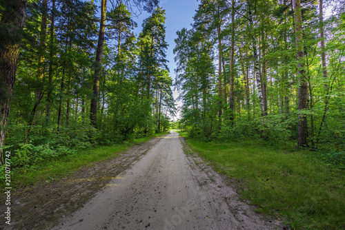Foto Quiet forest trail surrounded by tall pines and lush undergrowth