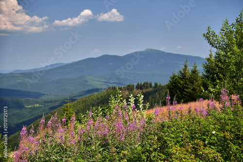 Plakat A meadow with blooming fireweed flowers and a view of the Babia Gora peak in the Beskidy Mountains in summer