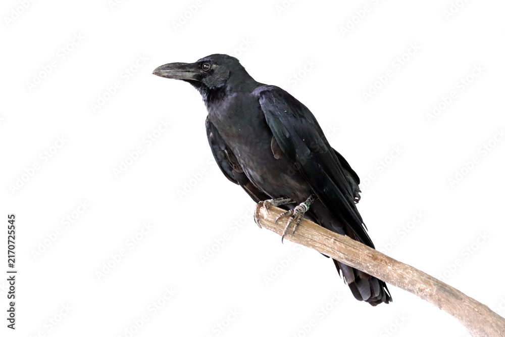 Naklejka premium Australian raven (Corvus coronoides) closeup on branch, Australian Raven (Corvus coronoides) isolated on white background