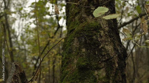 Moss on a tree trunk in the forest, in close-up. The tranquility of a dense forest.