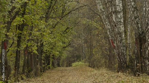 Autumn trail through the forest strewn with yellow leaves. The concept of autumn. autumn park.