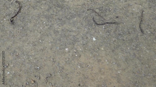 A lot of tropical earthworms crawled out onto the dirt road after the rain. Worm migration in favorable humid conditions. Hong Kong Island. The worms dried up after the rain, could not overcome 