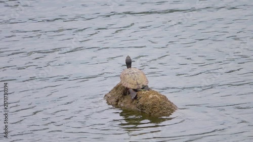 A turtle Amboina is resting on a rock in the middle of a pond in Hong Kong Island.