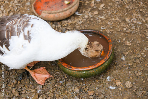 Obraz na plátne White goose drinking water from ceramic bowl on rocky ground, with orange webbed