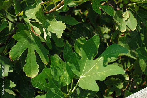Close-up of green lobed leaves of a common fig tree, Ficus carica. Botanical texture, foliage, and Mediterranean garden vegetation.