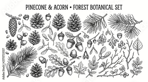 Very beautiful black and white vector botanical set of pinecones, acorns, pine needles, tree seeds, and autumn twigs with detailed natural linework, PINECONE & ACORN • FOREST BOTANICAL SET, isolated o