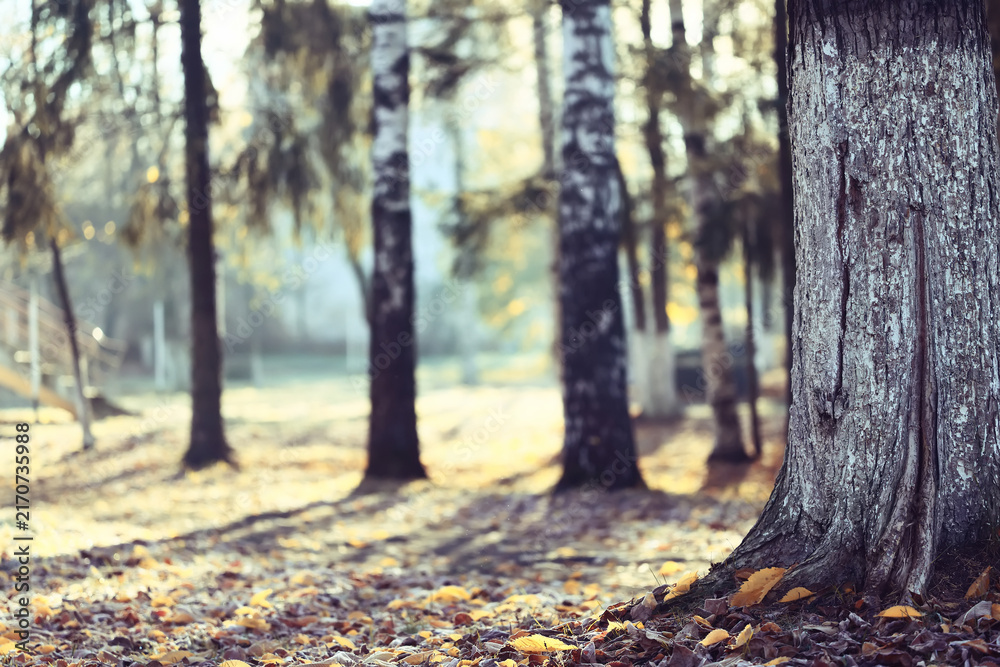 Fototapeta premium autumn park, nature landscape, trees in a seasonal background