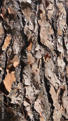 bark of a tree