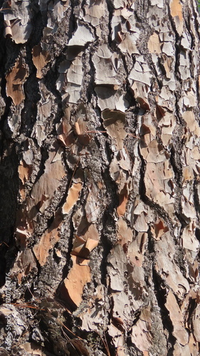 bark of a tree